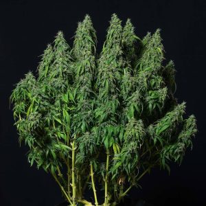 Magnum autofloreciente productiva buddha seeds