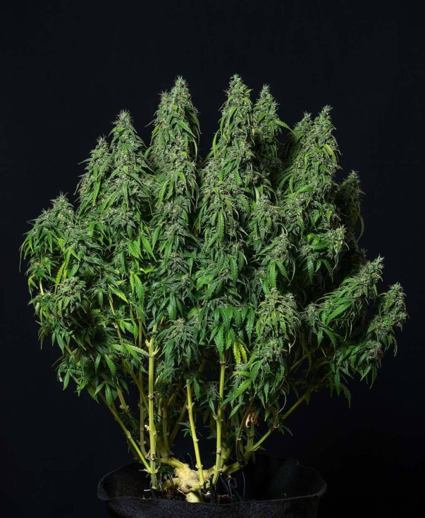 Magnum autofloreciente marihuana productiva buddha seeds cannabis resistente al calor