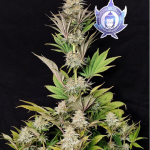 Morpheus Buddha Seeds cannabis medicinal