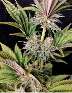 cannabis climas cálidos Morpheus buddha seeds cannabis medicinal semillas fotodependientes
