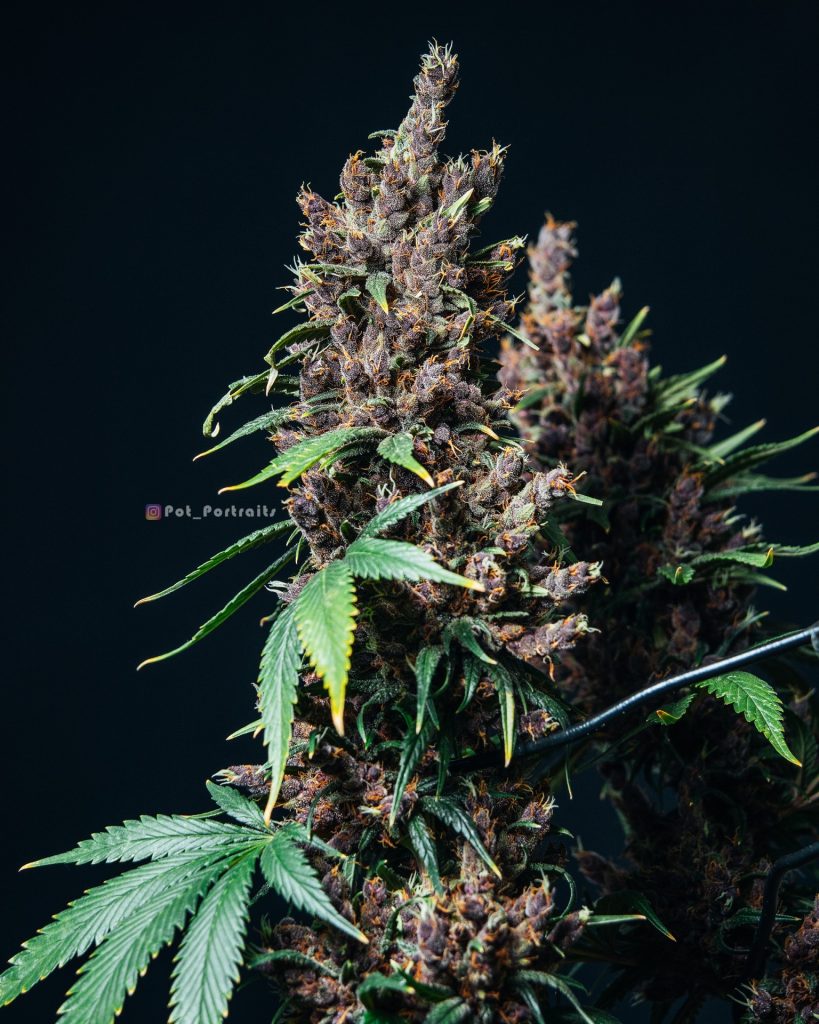 purplekush mariguana morada semillas de cannabis rápidas