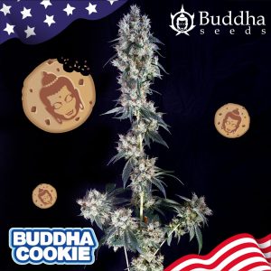 Buddha Cookie