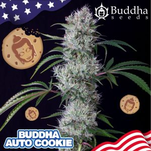 Buddha Auto Cookie Buddha Seeds  semillas cannabis americanas rápida potente