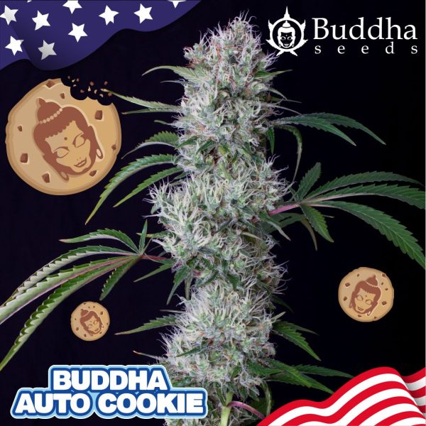 Buddha Auto Cookie Buddha Seeds semillas cannabis americanas rápida potente