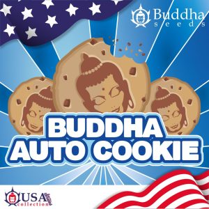 Buddha Auto Cookie Buddha Seeds cannabis sabor galletas chocolate autoflorecientes rápidas