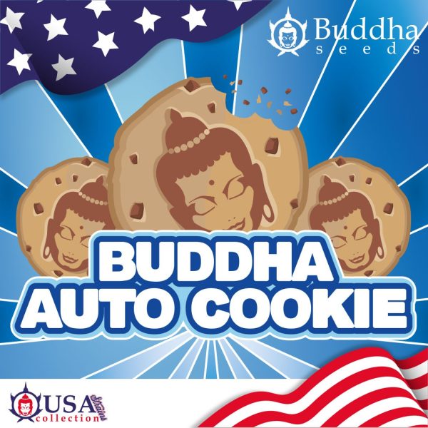 Buddha Auto Cookie Buddha Seeds cannabis sabor galletgs chocolate