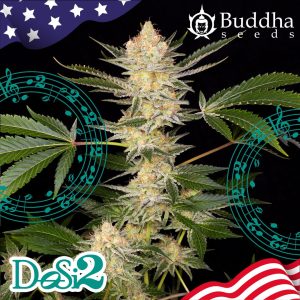 Buddha Dosi2 Buddha Seeds semillas cannabis americana resinosa productiva barata