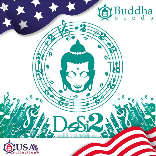 Buddha Dosi2 Buddha Seeds semillas cannabis americana rapida resina