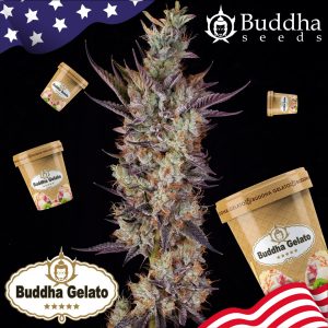 Buddha Gelato Buddha Seeds semillas cannabis americanas producción efecto