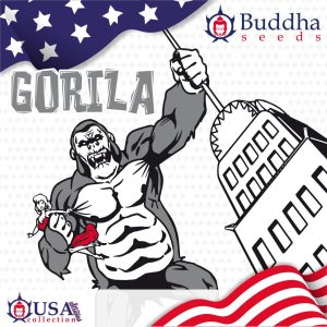 Gorila Buddha Seeds semillas cannabis americanas producción alta efecto potente