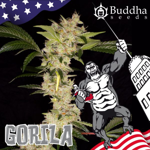 Gorila Buddha Seeds cannabis producción alta efecto potente