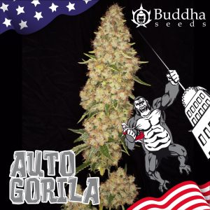 Auto Gorila Buddha Seeds cannabis autoflorecientes productivas