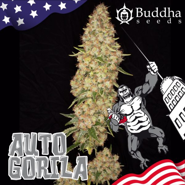 Auto Gorila Buddha Seeds cannabis producción