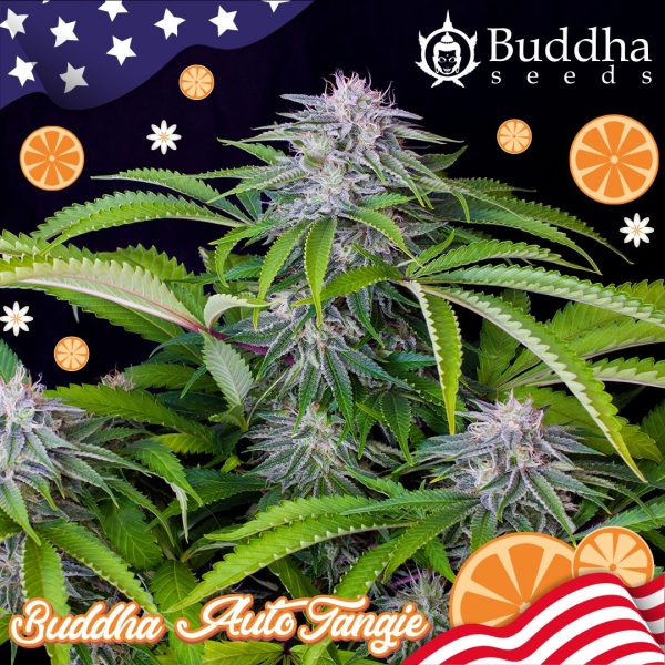 Buddha Auto Tangie Buddha Seeds geneticas cannabis americanas automaticas sabor naranja