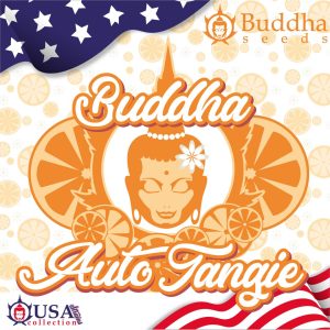 Buddha Auto Tangie Buddha Seeds cannabis americanas sabor naranja sativa potente