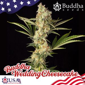 Buddha Wedding Cheesecake