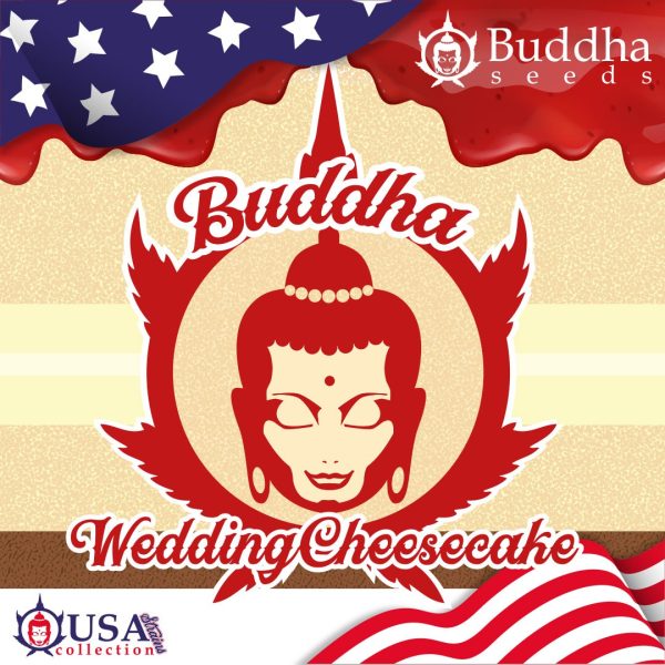 Buddha Wedding Cheesecake Buddha Seeds geneticas americanas resina producción efecto potente