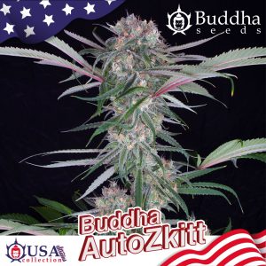 Buddha Auto Zkitt Buddha Seeds semillas cannabis americanas marihuana de sabor dulce productiva rapida risa