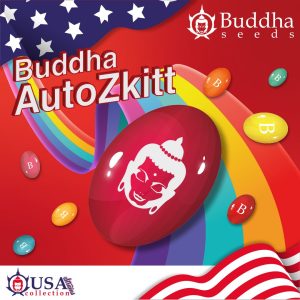 Buddha Auto Zkitt Buddha Seeds semillas cannabis americanas dulce productiva rapida risa