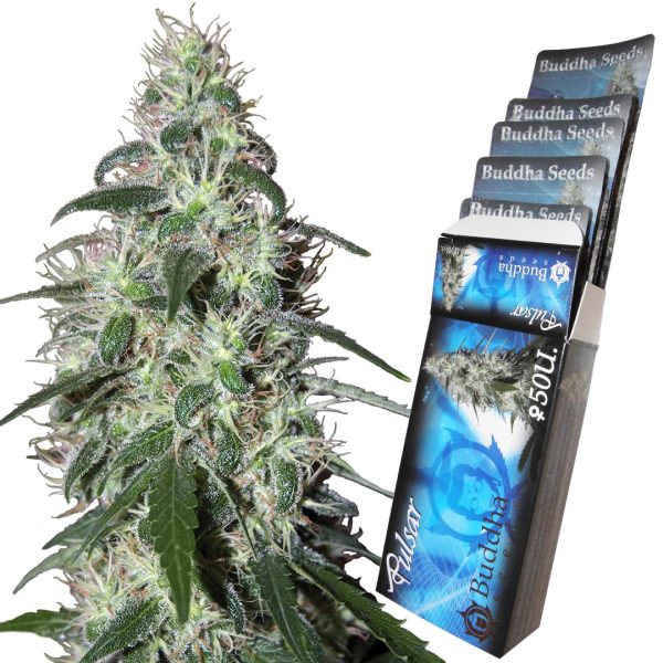 Pulsar Buddha Seeds sativa productiva fuerte