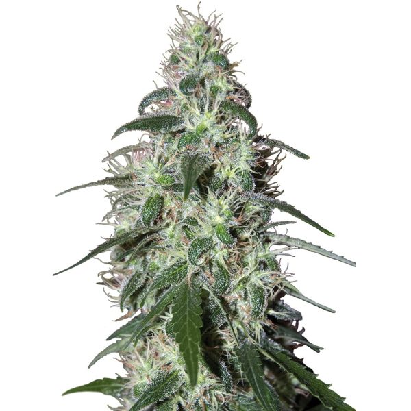 Pulsar Buddha Seeds sativa productiva alta potente