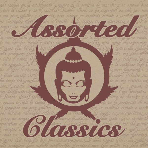 Assorted Classics pack clasicos cannabis feminizadas Buddha Seeds