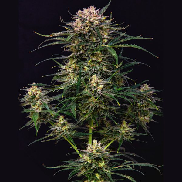 Buddha Auto Cookie Buddha Seeds genéticas americanas cannabis rapida resina