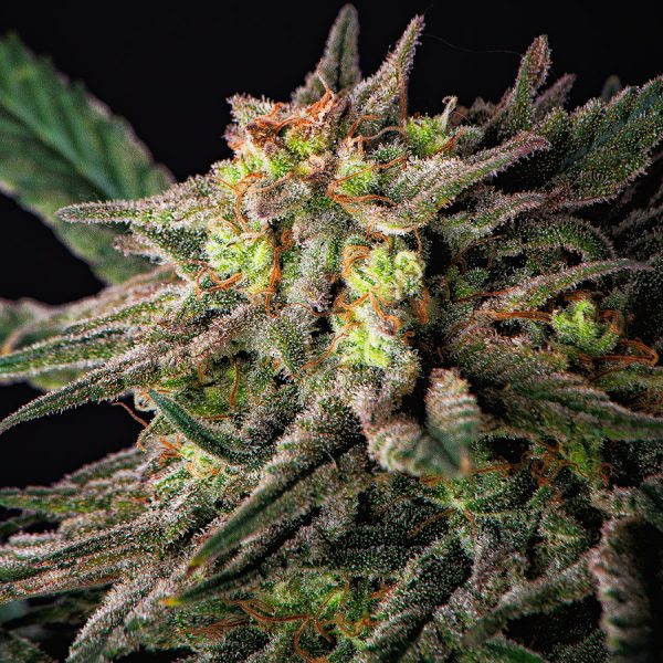 Buddha Auto Cookie Buddha Seeds genéticas americanas cannabis baratas