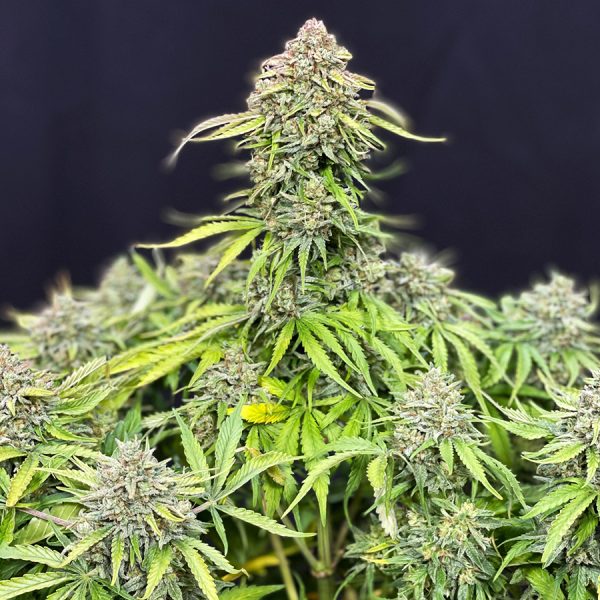 Buddha Auto Cookie Buddha Seeds genéticas americanas cannabis producción