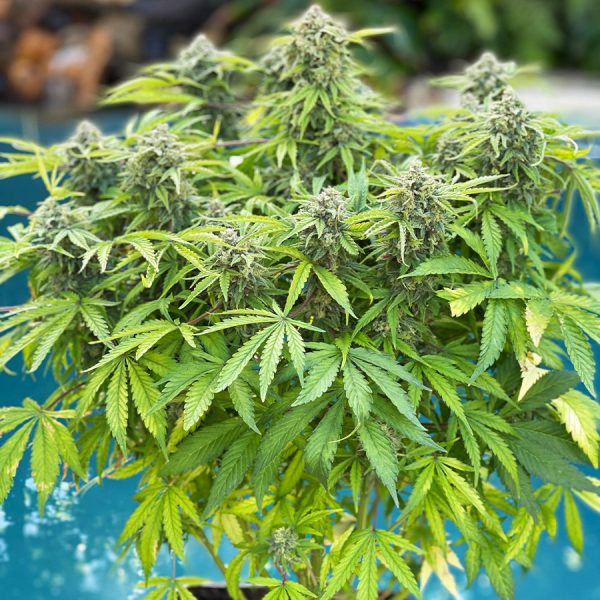 Buddha Auto Cookie Buddha Seeds genéticas americanas resinosas