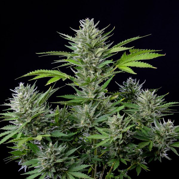 Buddha Auto Tangie Buddha Seeds semillas cannabis americanas automaticas