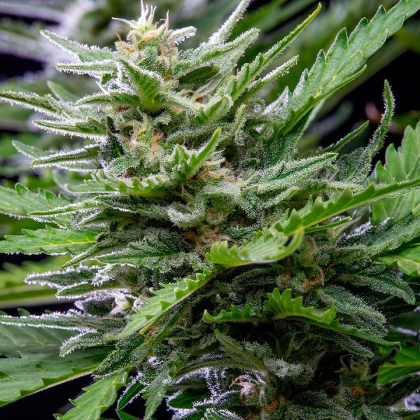 Buddha Auto Tangie Buddha Seeds cannabis resina sabor naranja