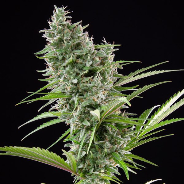 Buddha Auto Zkitt Buddha Seeds geneticas cannabis americanas sabor dulce productiva rapida