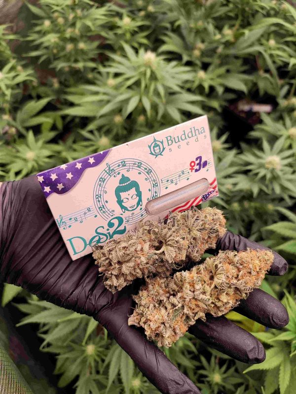 Buddha Dosi2