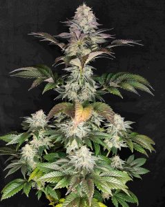 Buddha Dosi2 semillas de marihuana feminizadas