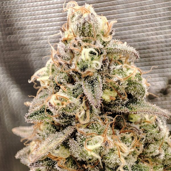 Buddha Cookie Buddha Seeds cannabis americanas resina producción