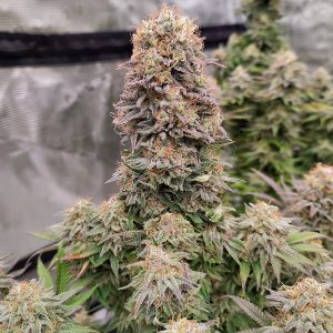 semillas de marihuana americanas Buddha Cookie Buddha Seeds mejores variedades americanas cannabis resina producción