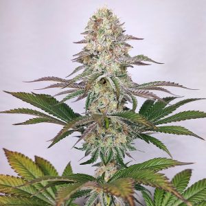 semillas marihuana americanas Buddha Dosi2 Buddha Seeds semillas cannabis americana productiva potente risa