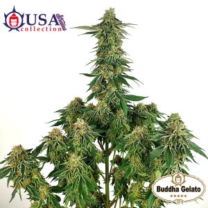 cannabis Gelato Buddha Seeds geneticas americanas resina produccion potente 