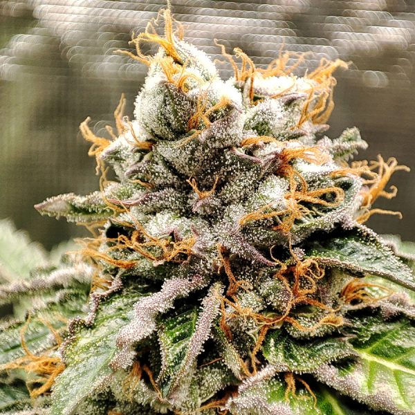 cannabis Gelato Buddha Seeds geneticas americanas resina