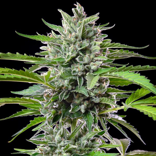 Gorila Auto Buddha Seeds semillas americana producción alto THC