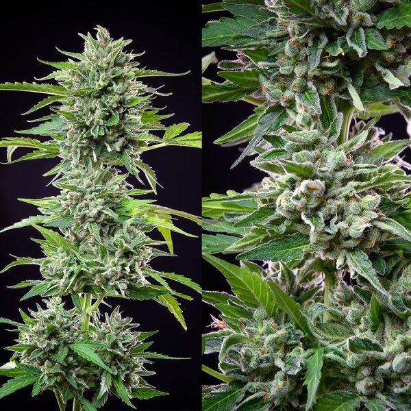 Gorila Auto Buddha Seeds cannabis automatica americana producción alto THC