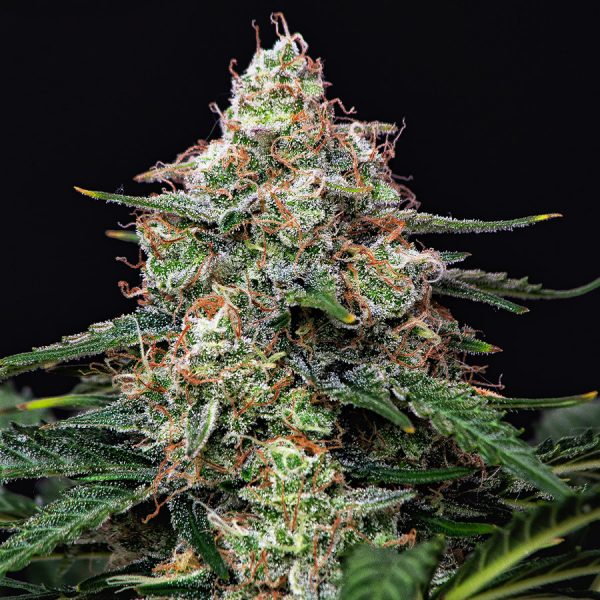 Gorila Auto Buddha Seeds cannabis autofloreciente americana producción alto THC