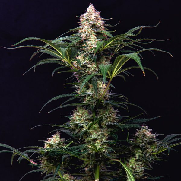 Gorila Auto Buddha Seeds cannabis americana producción efecto