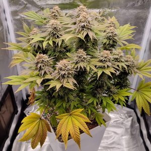 Gorila Buddha Seeds geneticas americanas producción alto THC resina