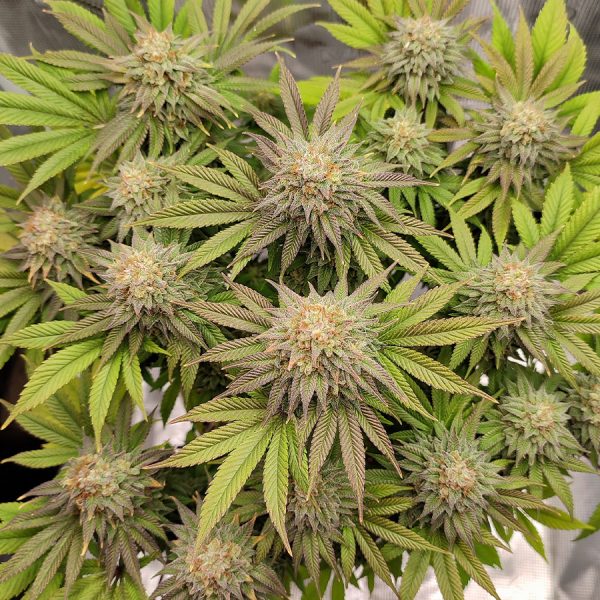 Gorila Buddha Seeds semillas americana fotodependiente producción alto THC resina