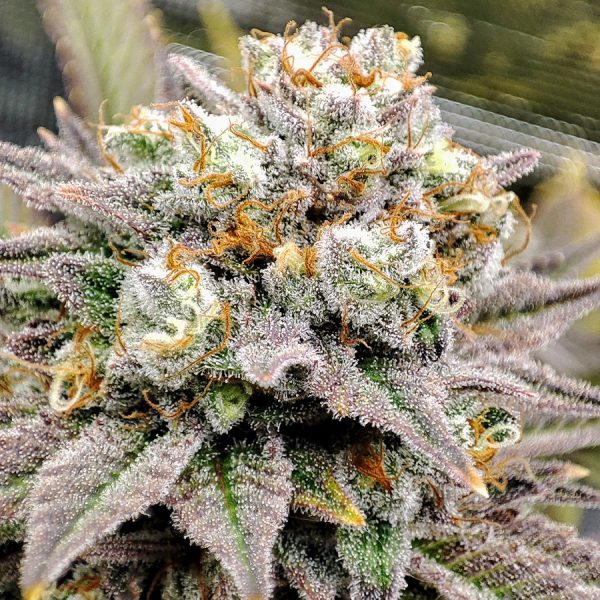 Gorila Buddha Seeds semillas americana feminizada producción alto THC