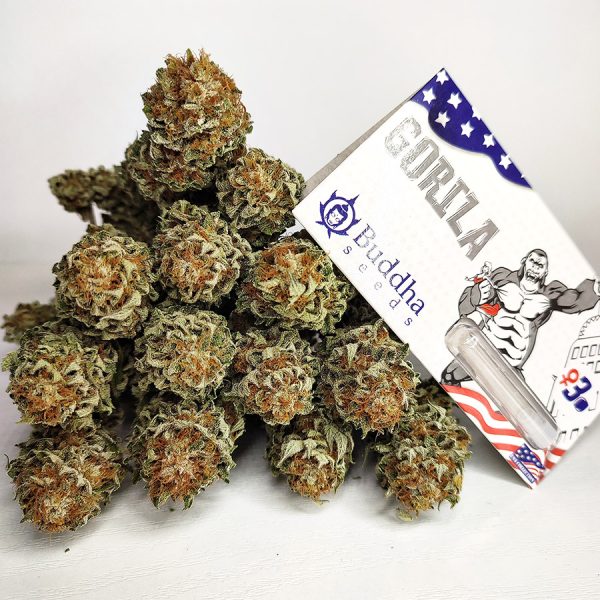 Gorila Buddha Seeds semillas americana producción alto THC