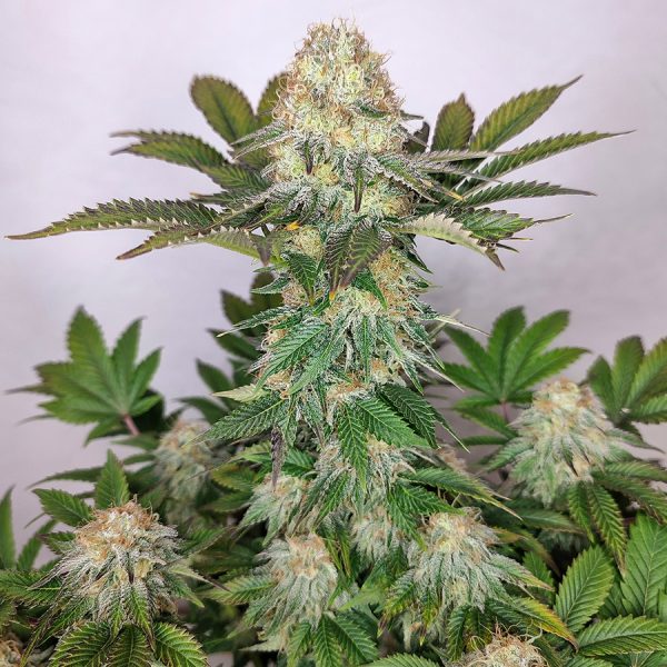 Buddha Wedding Cheesecake Buddha Seeds genetica americana alto THC tricomas terpenos