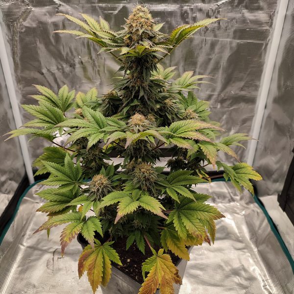 Buddha Wedding Cheesecake Buddha Seeds planta cannabis americana resinosa productiva